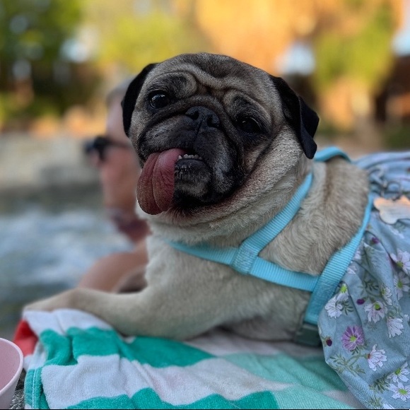 Meet your Posher’s, CHAI & ABIGAIL! - Picture 8 of 12